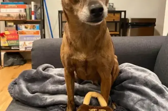 Lost and found pets , photo: Lost: Dark Brown Chihuahua Mix in SF