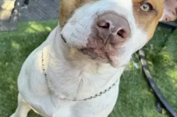 Lost Dogs LahLah & Oakley in Logan