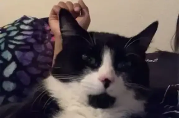 Lost Tuxedo Cat on Mount Hood Hwy