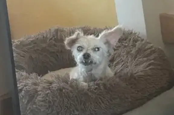 Lost 20-Year-Old Yellow Terrier in La Mesa