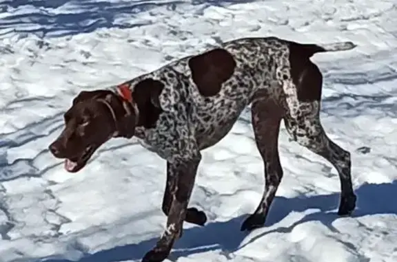 Chien blanc tacheté marron perdu à Entrelacs - photo