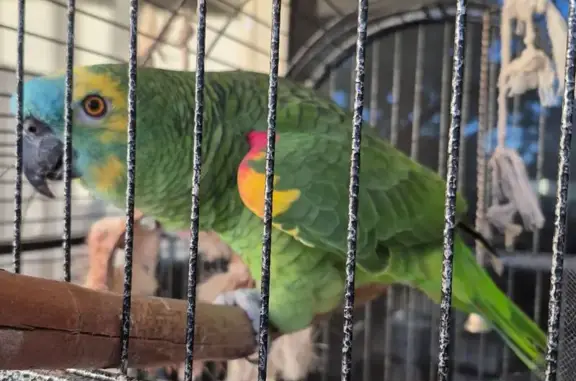 Friendly Lost Bird in Canterbury-Bankstown