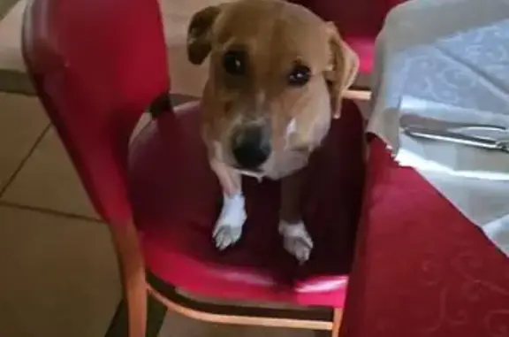 Chien trouvé , photo: Chien fauve trouvé à Baron