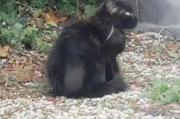 Animaux trouvés Les Sables-d'Olonne, photo: Chat noir blessé trouvé aux Sables-d'Olonne