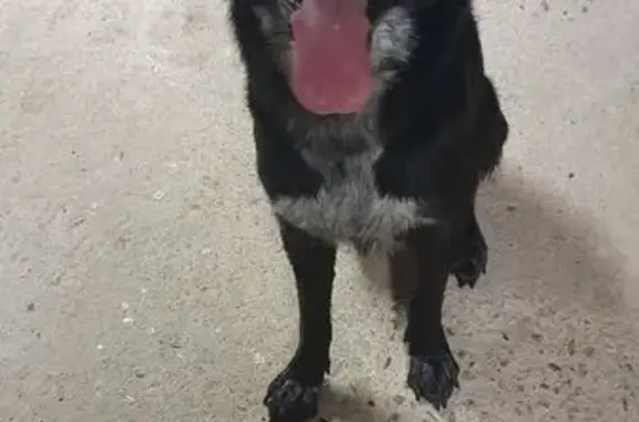 Animaux trouvés Livinhac-le-Haut, photo: Chien mâle noir trouvé, jeune et sociable