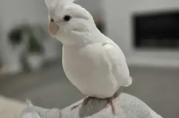 Lost White Bird in SA: Friendly Casper