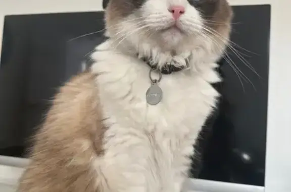 Lost Cat: White Coat, Chocolate Mask