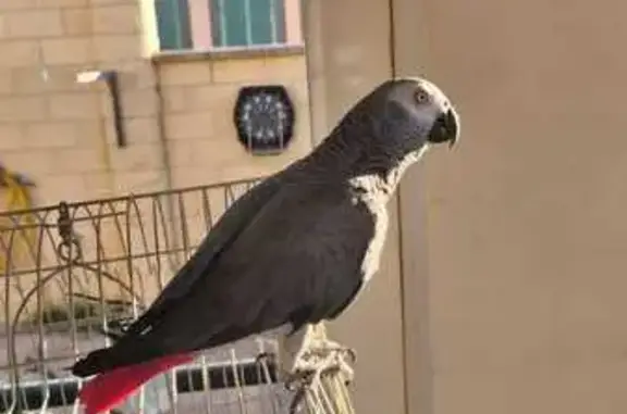 ¡Ayuda! Ave Gris con Cola Roja Perdida