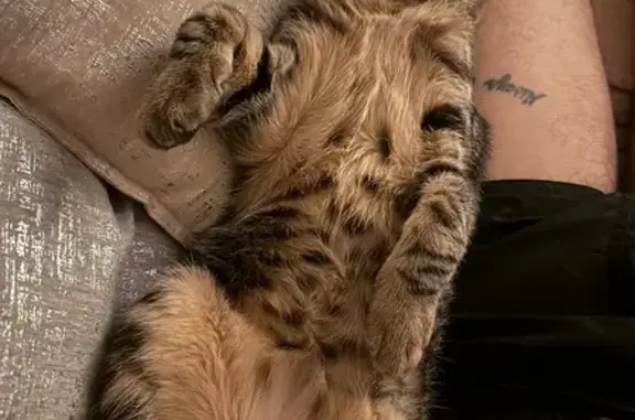 Gatito Atigrado Perdido en Villaverde Bajo