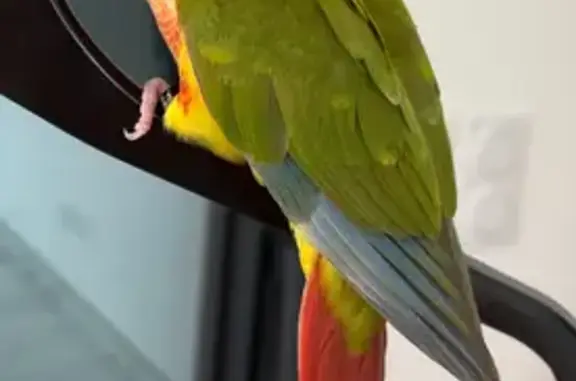 Animaux perdus Bages, photo: Perdu : Conure Molinae sociable, Bages