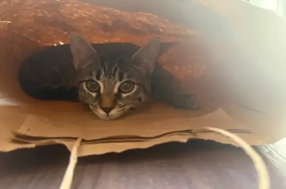 Chat tigré perdu à Cannes - photo