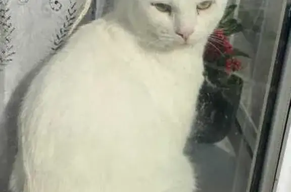 Missing cat , photo: Lost Cat Alert: Friendly Leo in Queen St