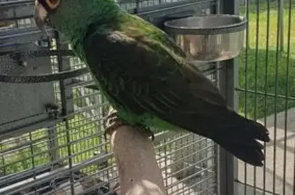 Lost Green Bird: Lord Howe Drive, Liverpool