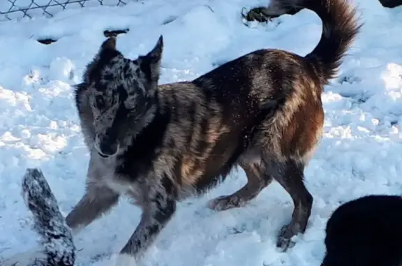 Chien perdu, mâle 2 ans, gris et noir - photo