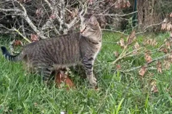 Petite chatte tigrée perdue à Chermignac - photo