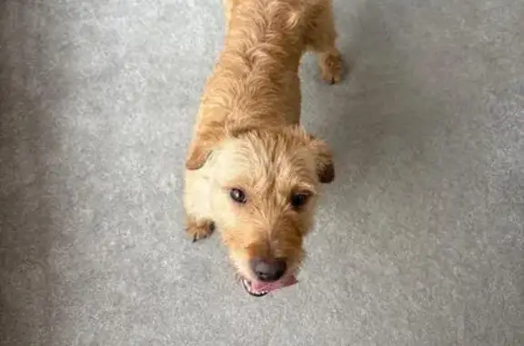Lost Dog: Stan Last Seen on Wetherby Rd