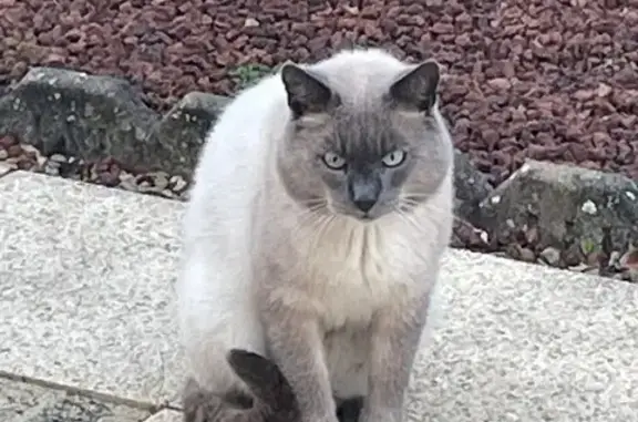 Chat trouvé Beaune, photo: Chat beige type siamois trouvé à Beaune