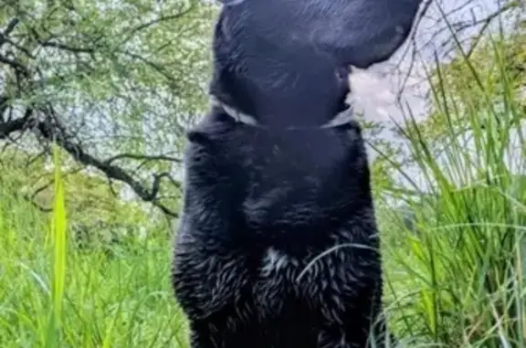Chien mâle 10 ans perdu à Cavaillon - photo