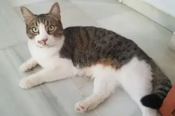 ¡Ayuda! Gogo, gata atigrada perdida en Marbella