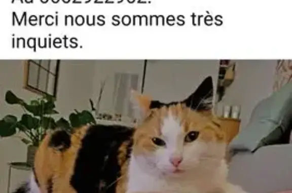 Chatte perdue, tricolore, pucée, Perpignan - photo
