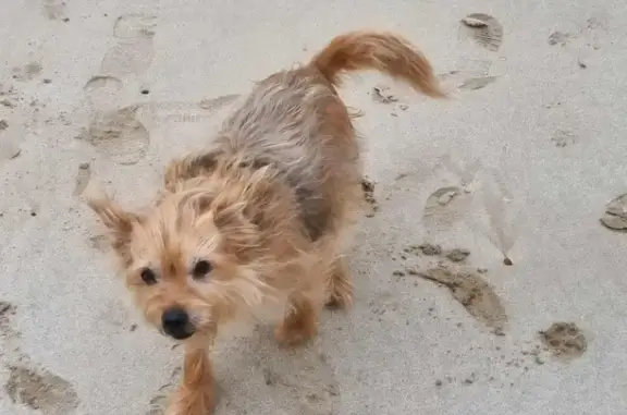 Chien sable perdu, Le Champ-Saint-Père - photo