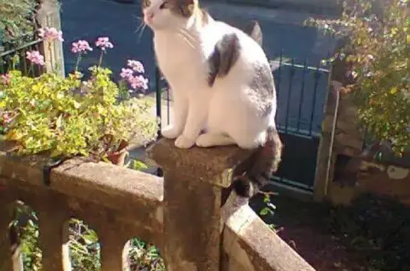 Chatte perdue, Blanche tigrée, Montluçon - photo