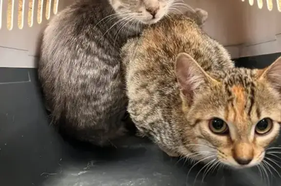 Animaux trouvés , photo: Deux chats tigrés trouvés à St-Martin-de-Jussac