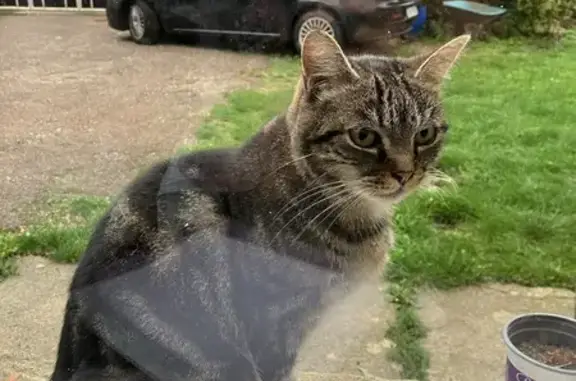 Chatte trouvée avec collier rose à Rolampont - photo