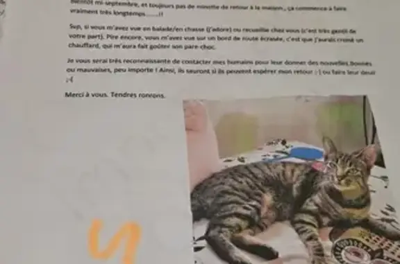 Animaux perdus , photo: Chatte tigrée fluette perdue à Mazerolles