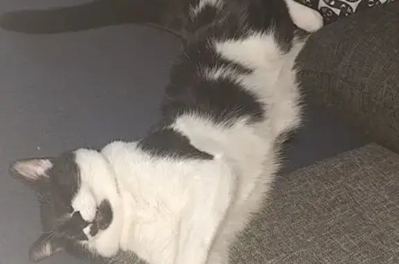 Chat perdu : mâle noir et blanc, Oreo, Le Haillan - photo