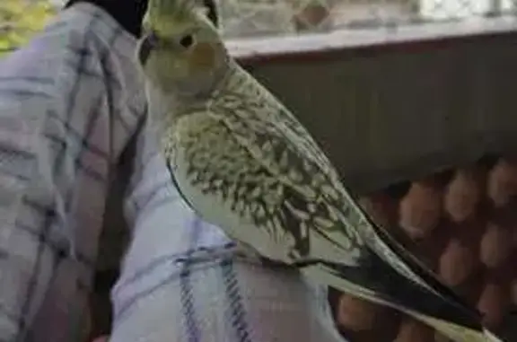 pássaro desaparecida
