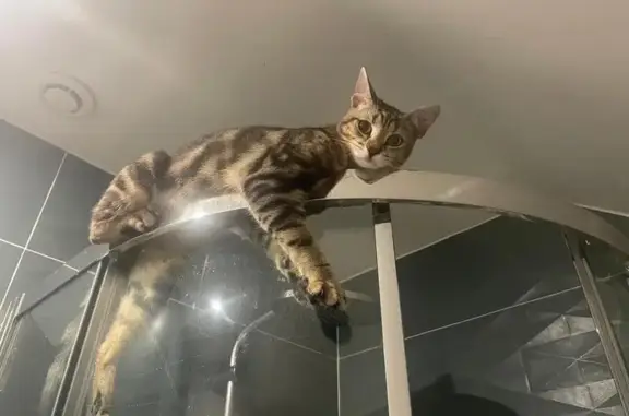 Animaux perdus Chilly-Mazarin, photo: Chat tigré perdu à Chilly-Mazarin