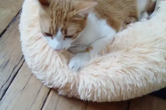 Chat perdu, Nevers, photo: Chat perdu : Matsu, roux-blanc, 6 ans, Nevers