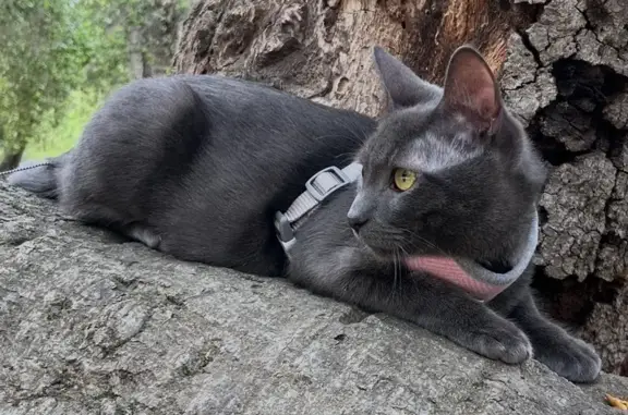 Lost Cat: Dark Grey with White Marks