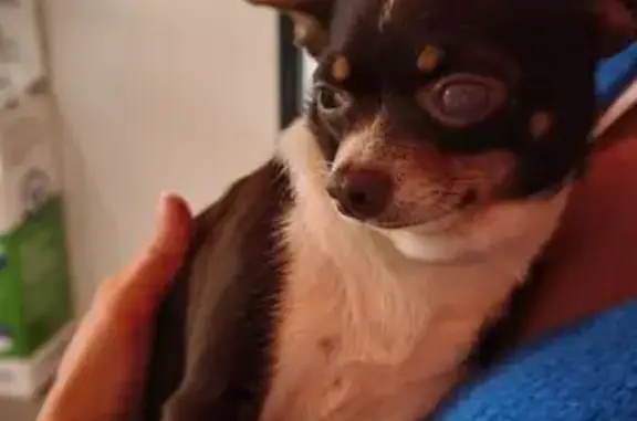 Chien trouvé Saint-Grégoire, photo: Chihuahua femelle trouvée à Saint-Grégoire