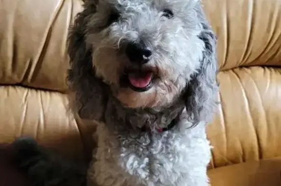 Caniche gris perdu à Saint-Quentin - photo