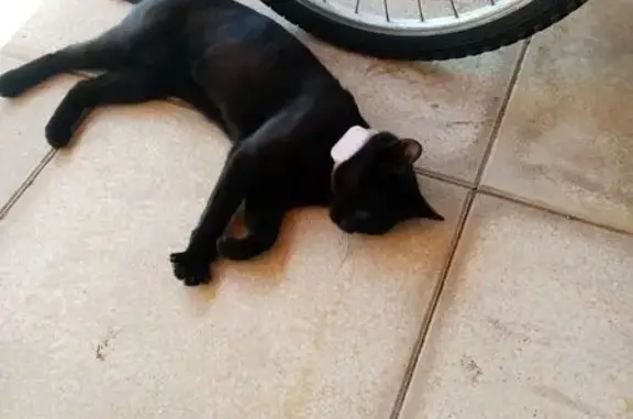 Chatte noire trouvée avec GPS rose Frouzins - photo