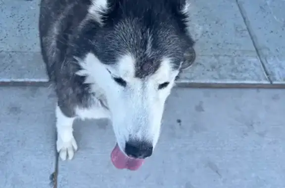 Found pets Saratoga Springs, photo: Found: Elderly Dog with Wart in Saratoga