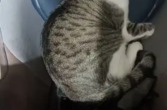 Lost Cat: Clifford Missing in Ogden