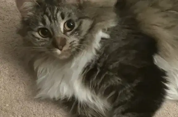 Lost Maine Coon Mix: Finch in Essex