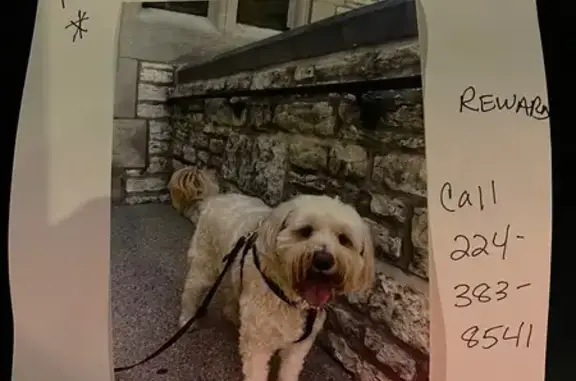 Lost Tan Mini-Goldendoodle in Chicago