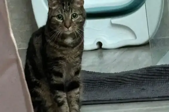 Chat mince perdu, tatoué, Rue Canet Cély - photo