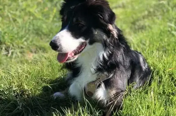 Chien perdu: Border Collie Velours, 1 an - photo