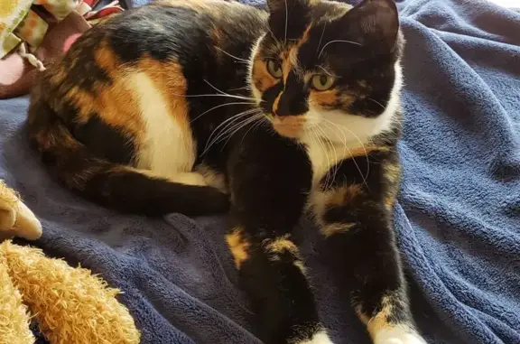 Lost Friendly Calico Cat in Hayden