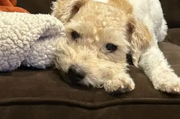 Lost Dog: White with Golden Spots, Ogden