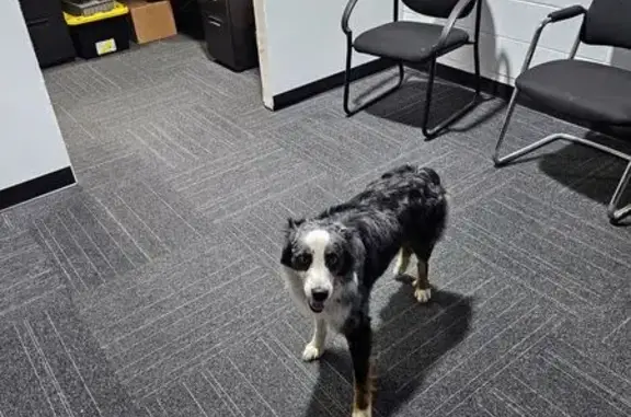 Found pets Kansas City, photo: Found: Friendly Male Aussie in KC