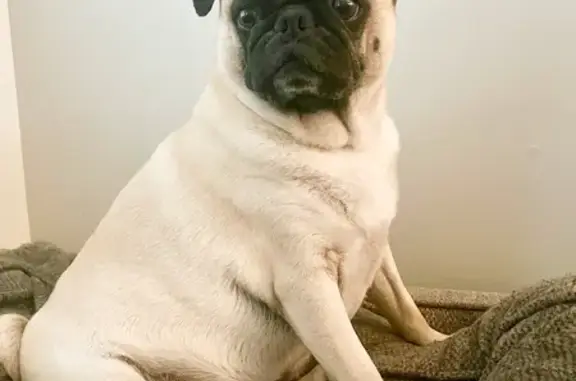 Lost Fawn Pug on South Shelby St, Louisville