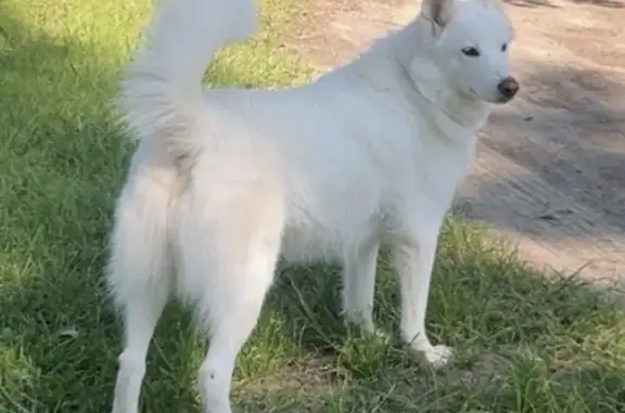 Lost White Husky: Friendly & Brown-Eyed