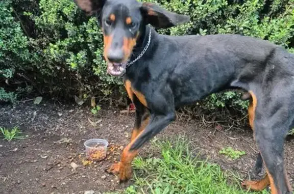 Búsqueda de mascotas, foto: Dóberman Negra Perdida en Tepotzotlán