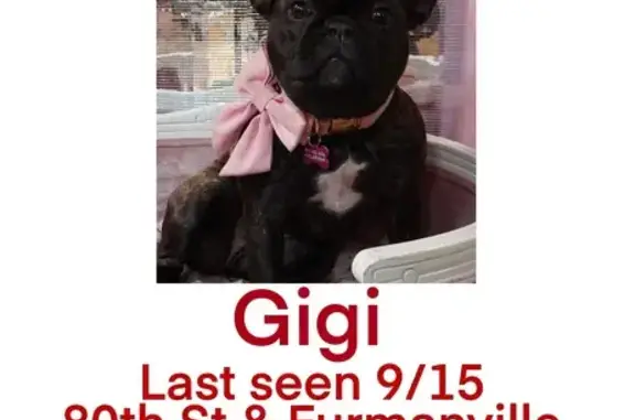 Friendly Brindle Dog Lost on 80th St, NYC